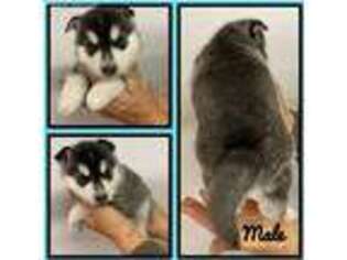Medium Photo #1 Alaskan Klee Kai Puppy For Sale in Clifton, KS, USA