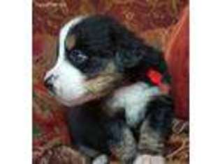 Bernese Mountain Dog Puppy for sale in Dawsonville, GA, USA