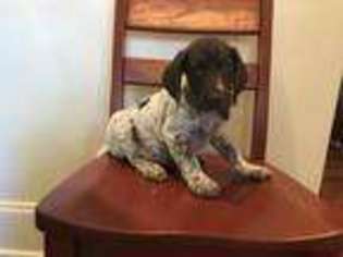 German Shorthaired Pointer Puppy for sale in Seneca, SC, USA