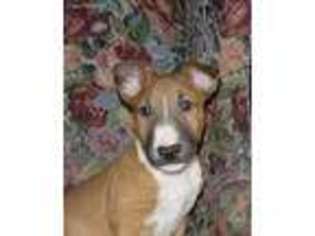 Bull Terrier Puppy for sale in Linden, MI, USA