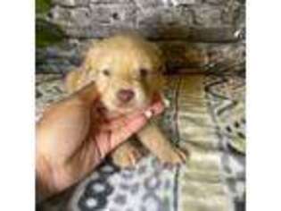 Mutt Puppy for sale in Copperas Cove, TX, USA