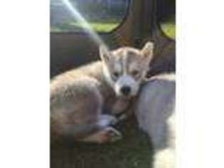 Siberian Husky Puppy for sale in Arlington, WA, USA