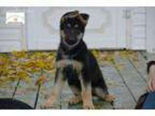 German Shepherd Dog Puppy for sale in Chapel Hill, NC, USA