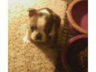 Boston Terrier Puppy for sale in Granville, OH, USA