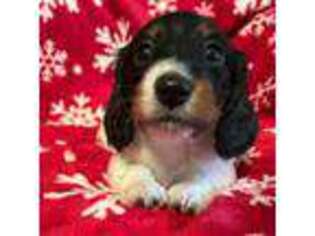 Dachshund Puppy for sale in Milford, VA, USA