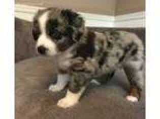 Miniature Australian Shepherd Puppy for sale in Marlton, NJ, USA