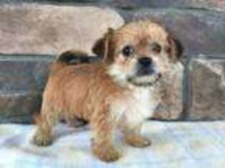 Shorkie Tzu Puppy for sale in Shreve, OH, USA
