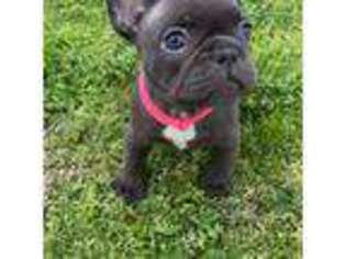 French Bulldog Puppy for sale in Republic, MO, USA