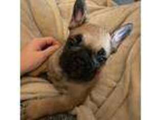 French Bulldog Puppy for sale in Bay City, TX, USA