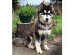 Siberian Husky Puppy for sale in Bly, OR, USA