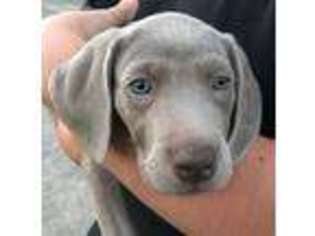 Weimaraner Puppy for sale in Church Hill, TN, USA