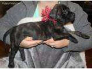 Mastiff Puppy for sale in Tickfaw, LA, USA