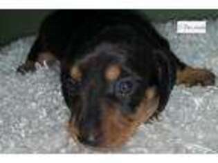 Mutt Puppy for sale in Wilkes Barre, PA, USA