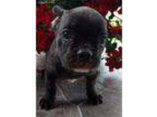 Frenchie Pug Puppy for sale in Clarion, PA, USA