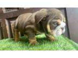Bulldog Puppy for sale in Lynwood, CA, USA