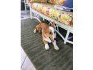 Pembroke Welsh Corgi Puppy for sale in Knightdale, NC, USA
