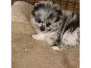 Pomeranian Puppy for sale in Brevard, NC, USA
