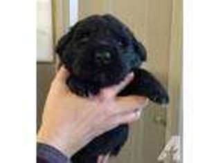 Newfoundland Puppy for sale in BURFORDVILLE, MO, USA