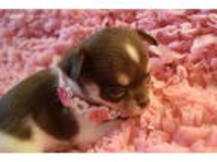 Chihuahua Puppy for sale in Syracuse, NY, USA
