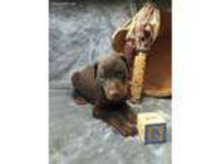 Doberman Pinscher Puppy for sale in Marion, IN, USA