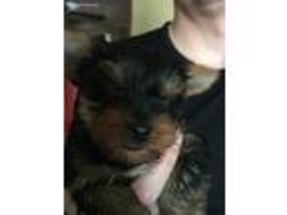 Yorkshire Terrier Puppy for sale in Parker, CO, USA