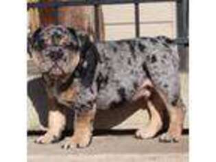 Bulldog Puppy for sale in Gettysburg, PA, USA