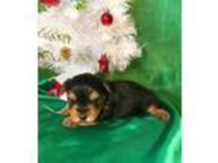 Yorkshire Terrier Puppy for sale in Summerfield, NC, USA