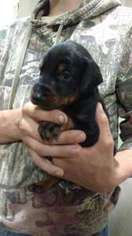 Doberman Pinscher Puppy for sale in Polk, NE, USA