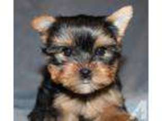 Yorkshire Terrier Puppy for sale in Wellston, OH, USA