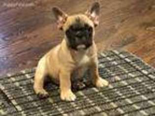 French Bulldog Puppy for sale in Arlington, WA, USA