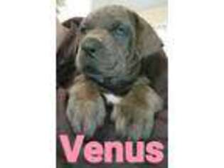 Cane Corso Puppy for sale in Hornell, NY, USA