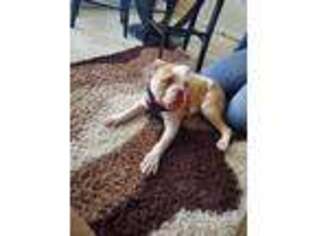 American Bulldog Puppy for sale in Towson, MD, USA