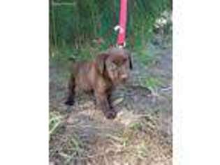 Labrador Retriever Puppy for sale in Bradenton, FL, USA
