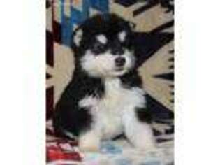 Alaskan Malamute Puppy for sale in Pocatello, ID, USA