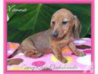 Dachshund Puppy for sale in SEARCY, AR, USA