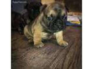 French Bulldog Puppy for sale in West Liberty, KY, USA
