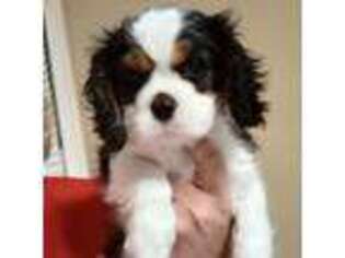 Cavalier King Charles Spaniel Puppy for sale in Villa Rica, GA, USA