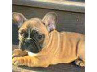 French Bulldog Puppy for sale in Holmesville, OH, USA