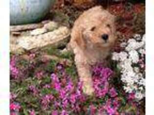 Labradoodle Puppy for sale in Madill, OK, USA