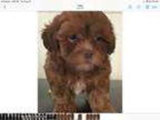Shih-Poo Puppy for sale in Danville, NH, USA