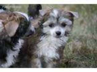 Chinese Crested Puppy for sale in Breckenridge, MI, USA