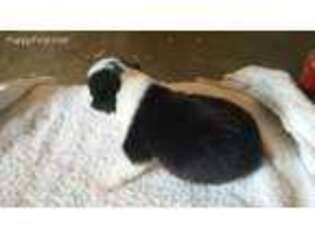 Pembroke Welsh Corgi Puppy for sale in Galion, OH, USA