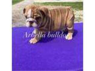 Bulldog Puppy for sale in Caro, MI, USA