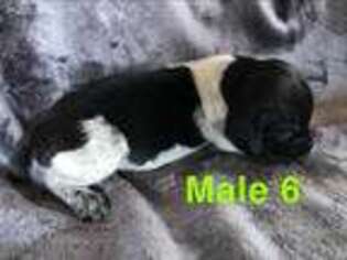 German Shorthaired Pointer Puppy for sale in Martinsville, VA, USA