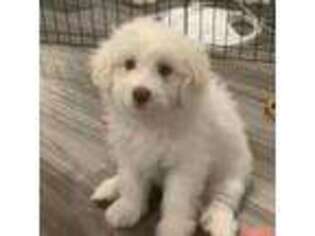 Medium Photo #1 Bichon Frise Puppy For Sale in Monsey, NY, USA