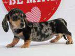 Dachshund Puppy for sale in Greens Fork, IN, USA