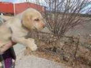 Labrador Retriever Puppy for sale in Santa Fe, NM, USA
