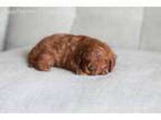 Goldendoodle Puppy for sale in Midway, UT, USA