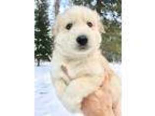 Alaskan Malamute Puppy for sale in Spokane, WA, USA