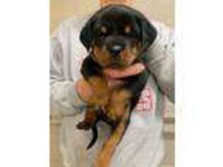 Rottweiler Puppy for sale in Crestwood, KY, USA